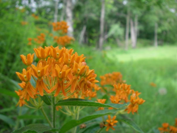 The grand finale, this milkweed takes the show. A beautiful milkweed for your garden, this species form clumps instead of spreading widely.