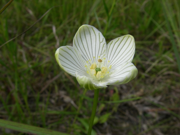 Parnassia glauca, Grass-of-Parnassus, has beautiful flowers with cool vasculature on the petals.
