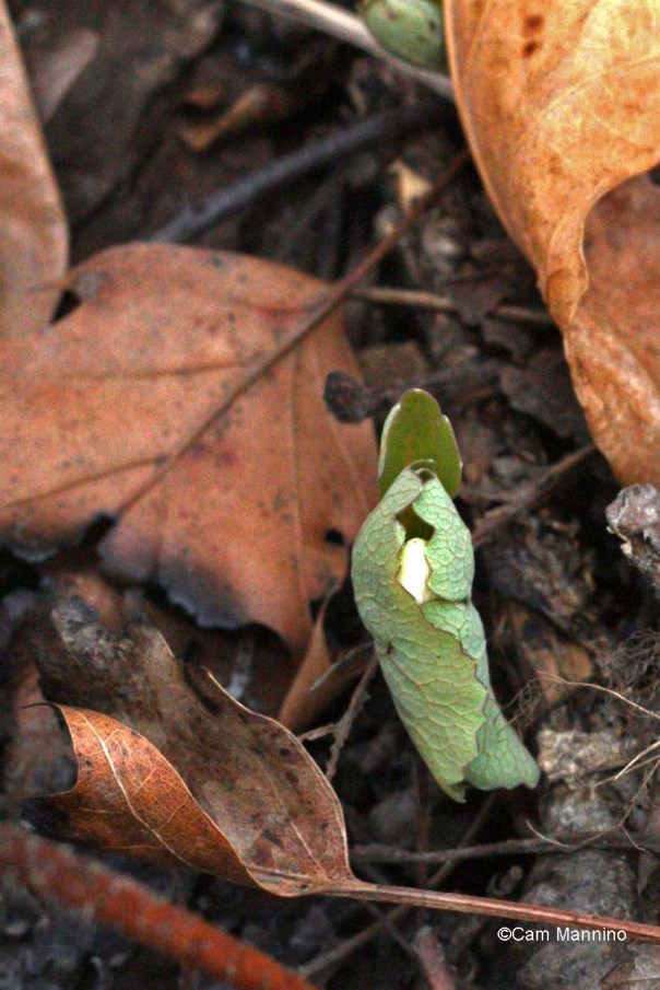 A flower bud hides in the emerging bloodroot leaves.