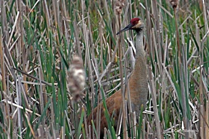 Sandhill Crane (Grus canadensis) at Bear Creek Marsh