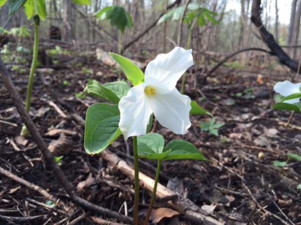 Trilliums emerged looking better than ever after the recent prescribed fire.