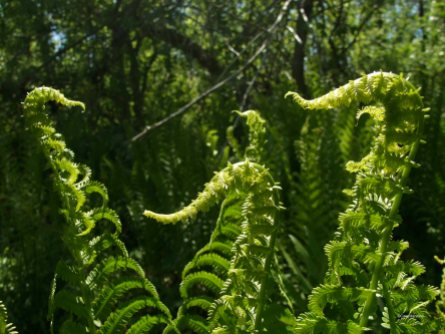 Fronds of Ostrich Fern glowing in the sunlight