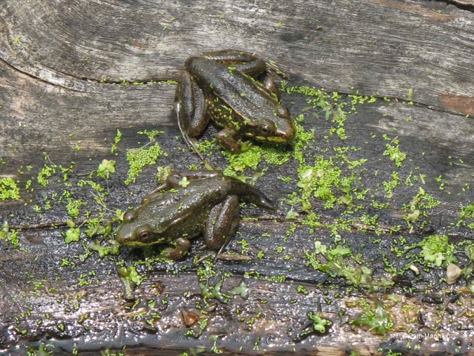 two froglets with partial tails