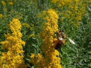 Honey bee with jodpurs