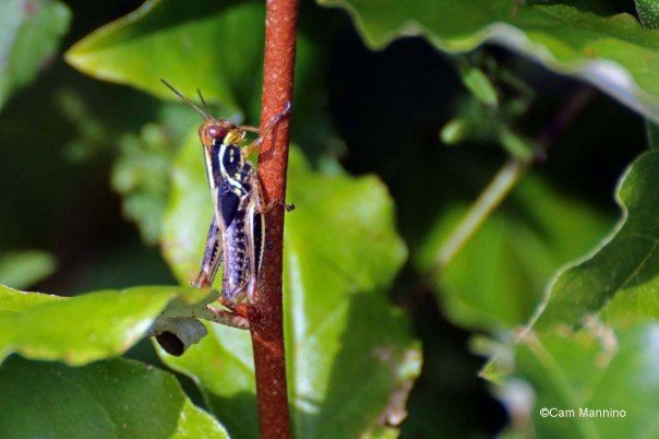 Later instar red-legged grasshopper