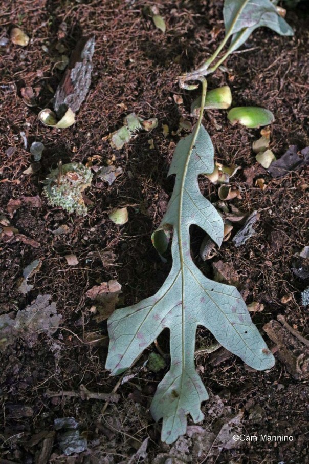 Leaf with burr oak nutshells