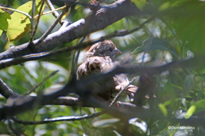 Song sparrow in bush molting