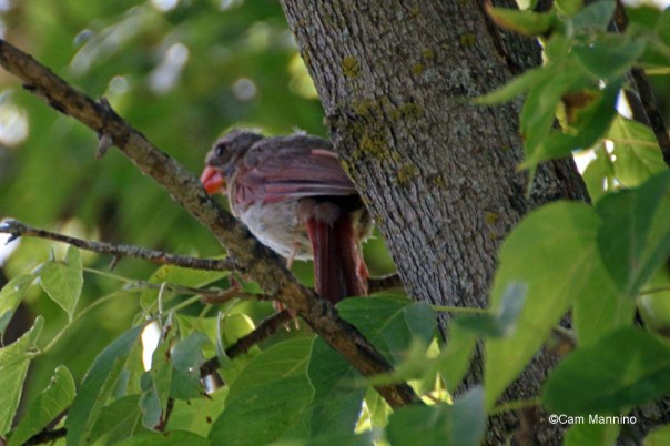 molting female cardinal