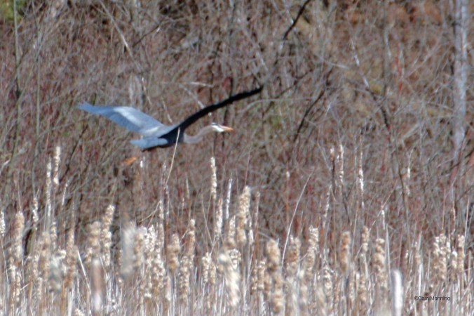 Blue Heron Draper Lake