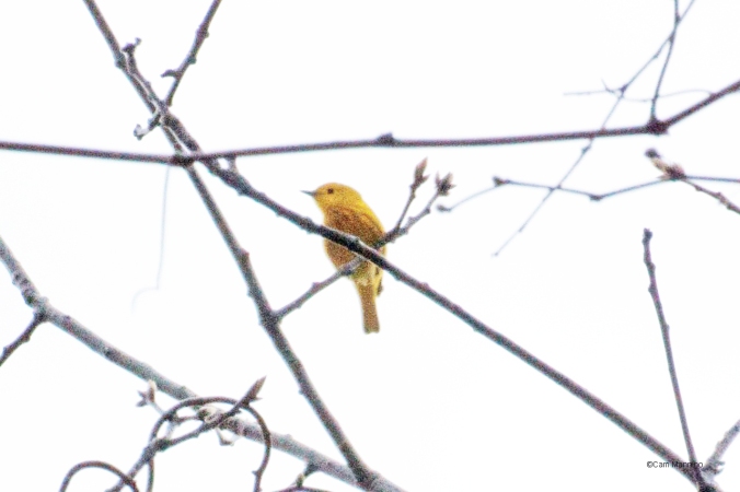 Yellow warbler2 Cranberry