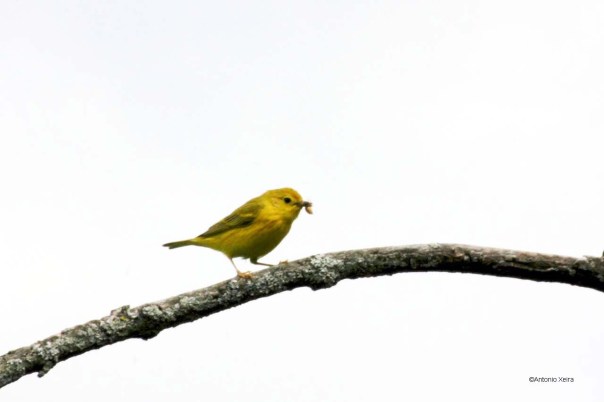 Yellow Warbler male w food