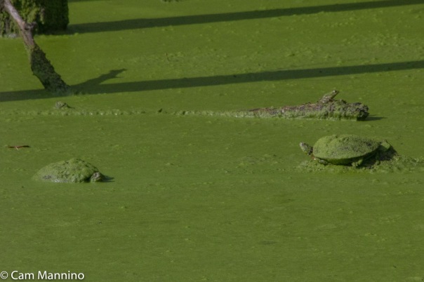 2 turtles and frog playground pond