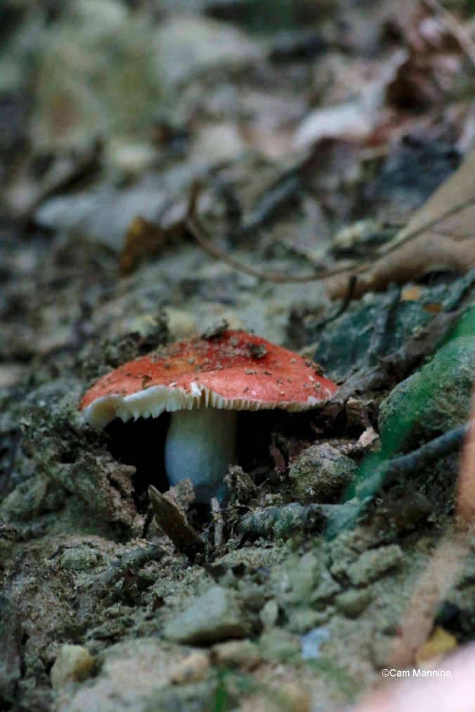 AManita muscara mushroom SCR