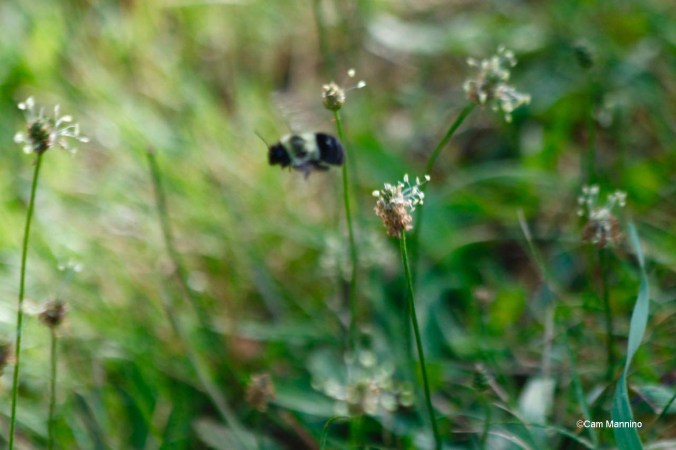 Bee among the thimble weed