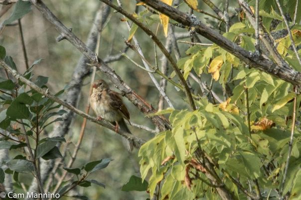 Field Sparrow BC