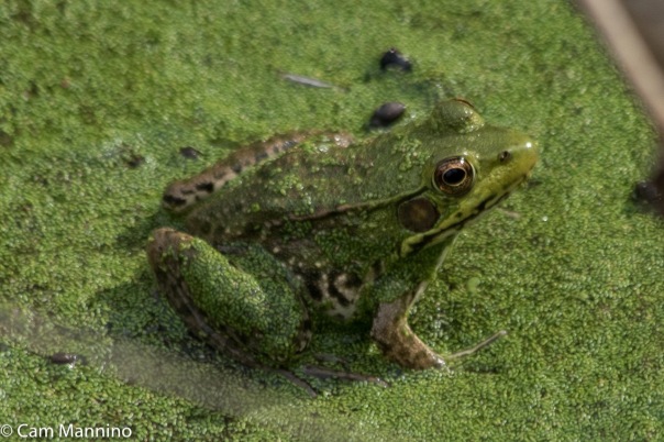 Green Frog Playground Pond_