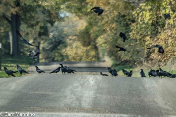 Flock of Crows Buell