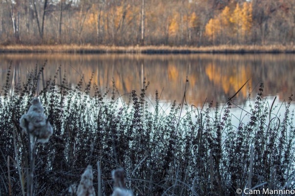 mystery plant draper lake