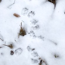 The small five-toed track of a possum