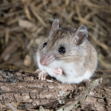 White-footed Mouse photo by Greg Lasley (CC BY-NC)