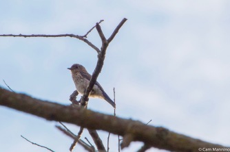 A fledgling Bluebird at Ilsley