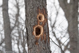 Holes excavated by a Pileated Woodpecker.
