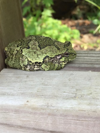 A Gray Tree Frog snoozing on a railing at the playground pond.