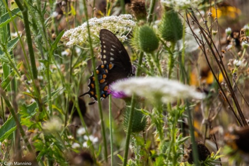 Just like other swallowtails, the Black Swallowtail makes the most of bull thistles that thrived this year.