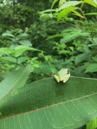 A tiny Gray Tree frog is bright green when it first hatches like this one in August.