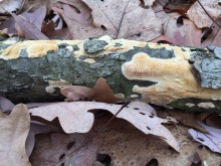 Yellow fungus on a log near Gunn Road at Bear Creek