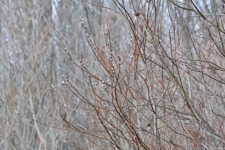 Pussy Willow blooming on a cold March morning at Cranberry Lake Park