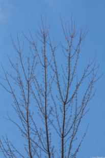 Silver Maples red buds against a clear blue sky in March