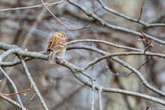 Look for the pinkish beak and legs to identify a Field Sparrow.