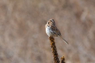 The male Song Sparrow throws back his head back and sings!