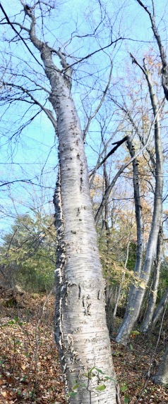 Yellow Birch is one of the tallest of all birches.