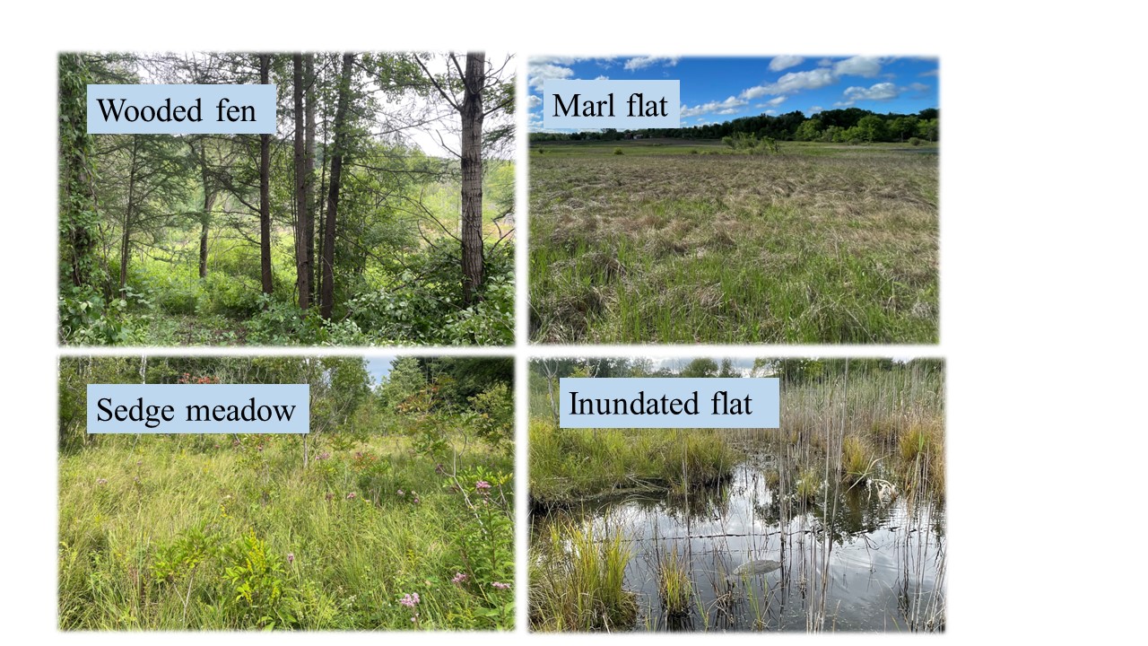 What Grows in Fens? (Types of Fen Plants) - Pond Informer